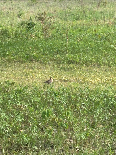iNaturalist observation photo of Northern Bobwhite