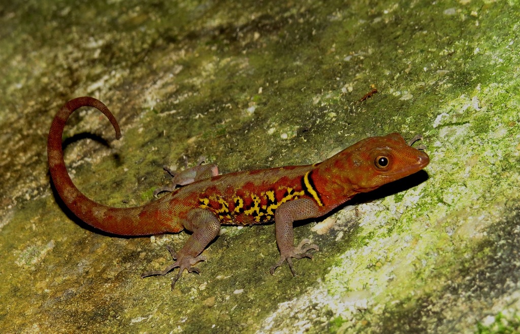 Brilliant South American Gecko