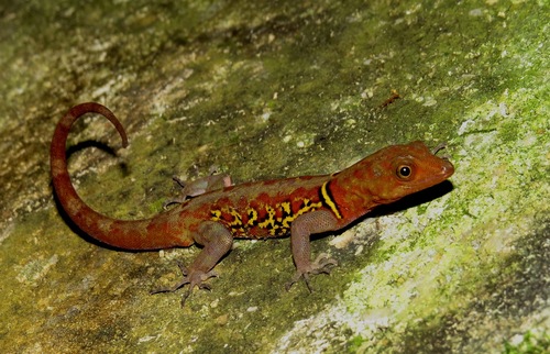 Brilliant South American Gecko