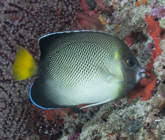 Apolemichthys xanthurus