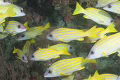 Common Bluestripe Snapper photo 3