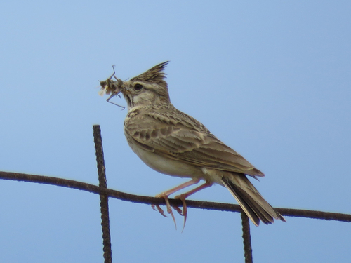 Crested Lark