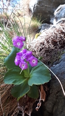 Primula pedemontana
