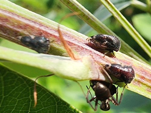 Three-spotted Treehopper