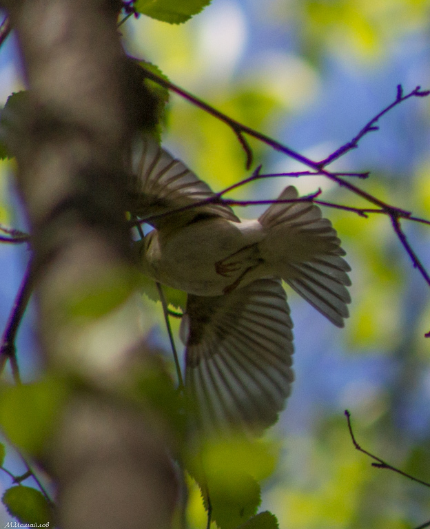 Wood Warbler