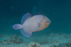 Pseudobalistes fuscus