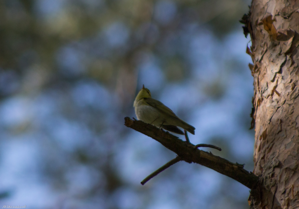Wood Warbler