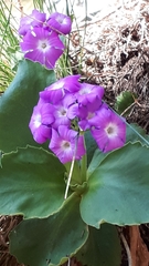 Primula pedemontana