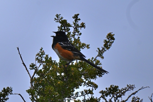 Sacramento Spotted Towhee