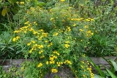 Tagetes lemmonii