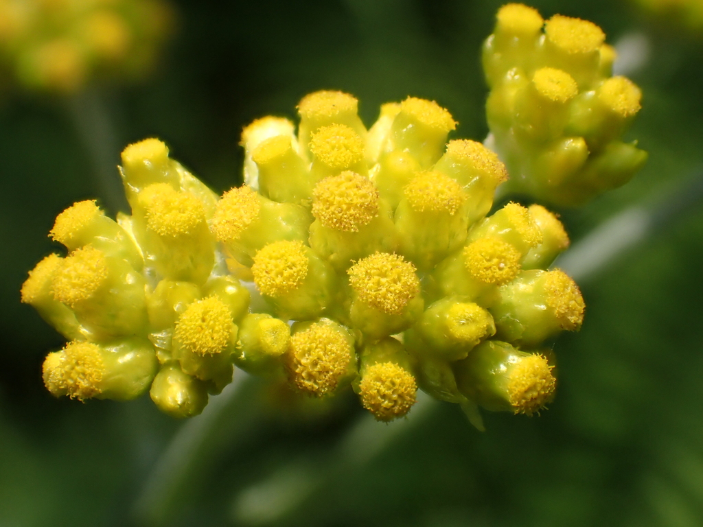 Rau khúc tẻ (Pseudognaphalium affine)