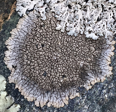 Dimelaena