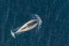 Narwhal photo 3