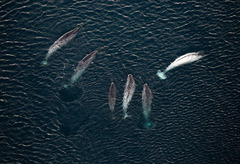 Narwhal photo 2