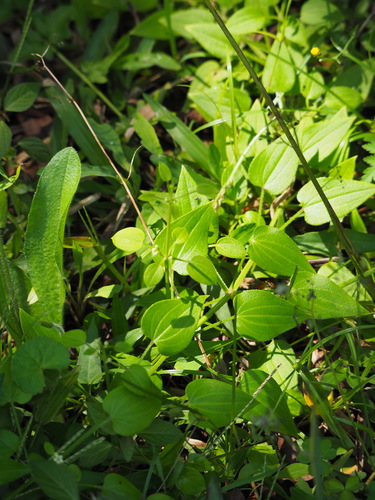 Image of East Asian Madder (Rubia argyi) by no rights reserved