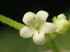East Asian Madder - Photo no rights reserved, uploaded by 葉子