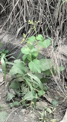 Nicotiana paniculata, photograph 6