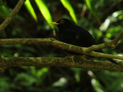 Turdus flavipes