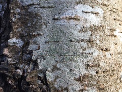 Buellia griseovirens