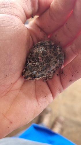 Spotted Marsh Frog