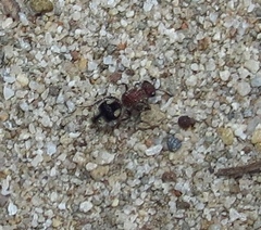 Glossotilla