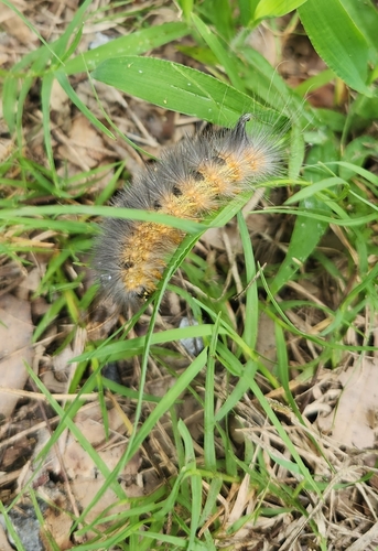 Virginian Tiger Moth