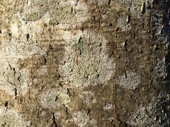 Buellia griseovirens