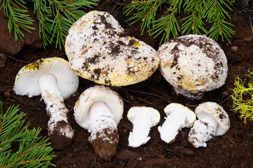 iNaturalist observation photo of amanita mushrooms