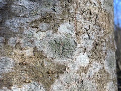 Buellia griseovirens