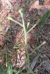 Vernonia texana, photograph (c) Linda Jo Conn, some rights reserved (CC BY)