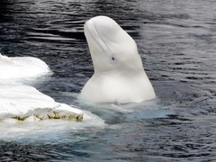Beluga photo 3