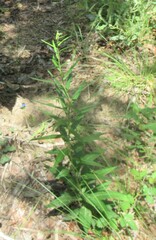 (c) Linda Jo Conn, some rights reserved (CC BY) Vernonia texana, photograph (c) Linda Jo Conn, some rights reserved (CC BY)