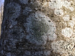 Buellia griseovirens