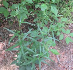 (c) Linda Jo Conn, some rights reserved (CC BY) Vernonia texana, photograph (c) Linda Jo Conn, some rights reserved (CC BY)