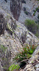 Puya boliviensis, photograph (c) Jorge Muñoz Camadro, some rights reserved (CC BY)