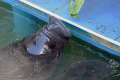 Amazonian Manatee photo 5