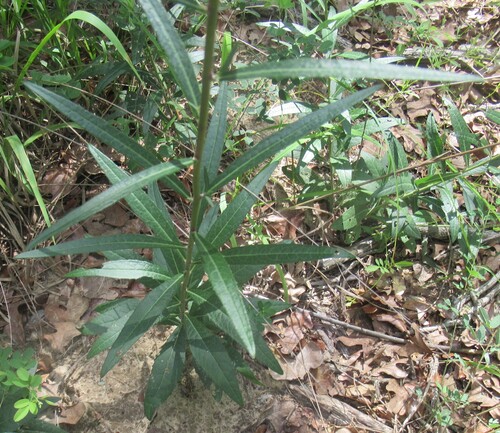 Vernonia texana, photograph 4