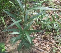 (c) Linda Jo Conn, some rights reserved (CC BY) Vernonia texana, photograph (c) Linda Jo Conn, some rights reserved (CC BY)