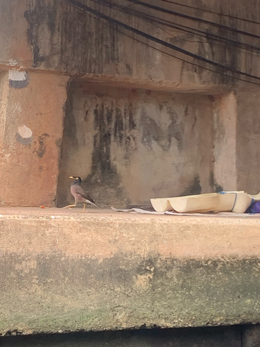Common Myna