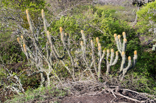 Hairy Old Man Cactus (Cleistocactus chrysocephalus)