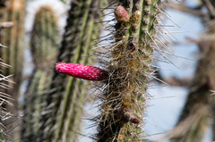 Cleistocactus chrysocephalus