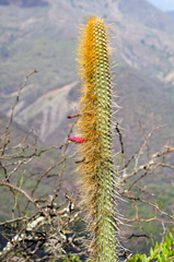 Cleistocactus chrysocephalus