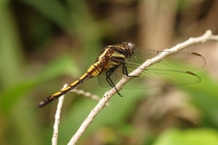 Orthetrum glaucum