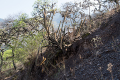 Cleistocactus chrysocephalus