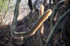 Cleistocactus chrysocephalus