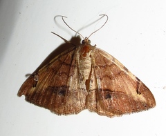 Chiasmia brongusaria