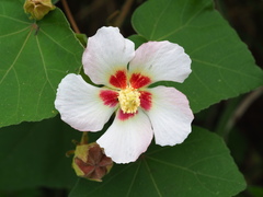 Hibiscus taiwanensis, photograph author not stated, no rights reserved