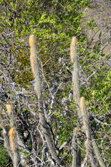 Cleistocactus chrysocephalus