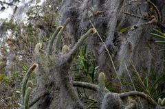 Cleistocactus chrysocephalus
