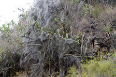 Cleistocactus chrysocephalus